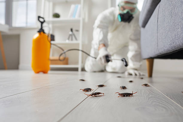 Commercial Kitchen Cockroach Control in Whetstone